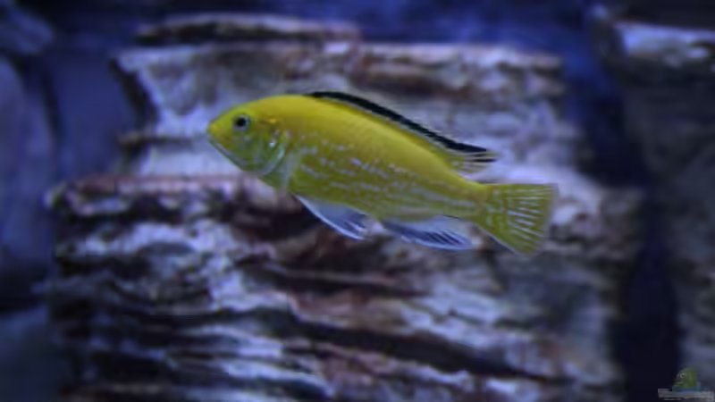 Yellow , im Hintergrund die neuen Pagodensteine von Florian Bandhauer (3)