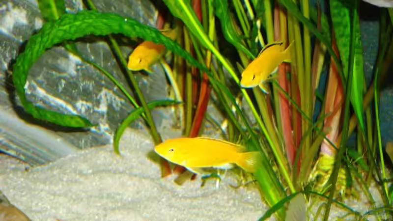 Yellow - Kindersube von MalawiEder (37)