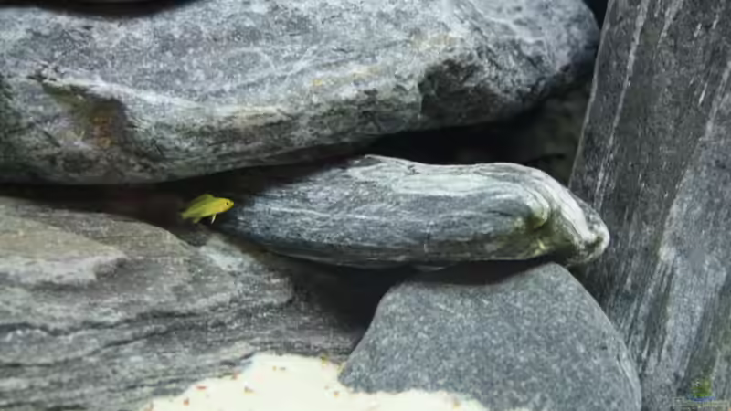 Yellow ( Baby) von Chriiise (6)