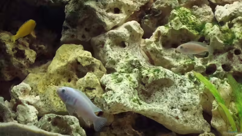 Yellow, M.callainosMänchen, Afra Weibchen von Philipp Schneider (11)