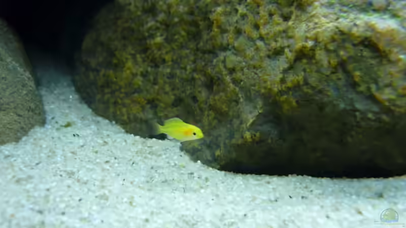 Yellow- Nachwuchs von Yellow Man (6)