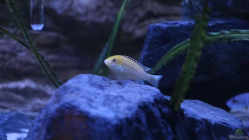 Yellow, noch sehr unscharf leider von skipper1202 (17)