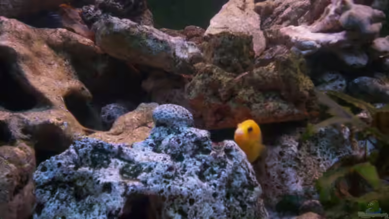 yellow  von Niko P. (37)