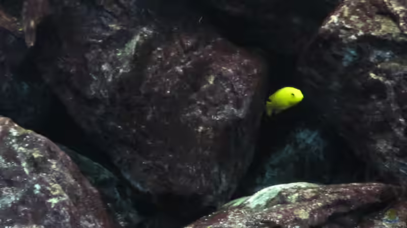 Yellow 21.01.2010 von THORS10 (29)