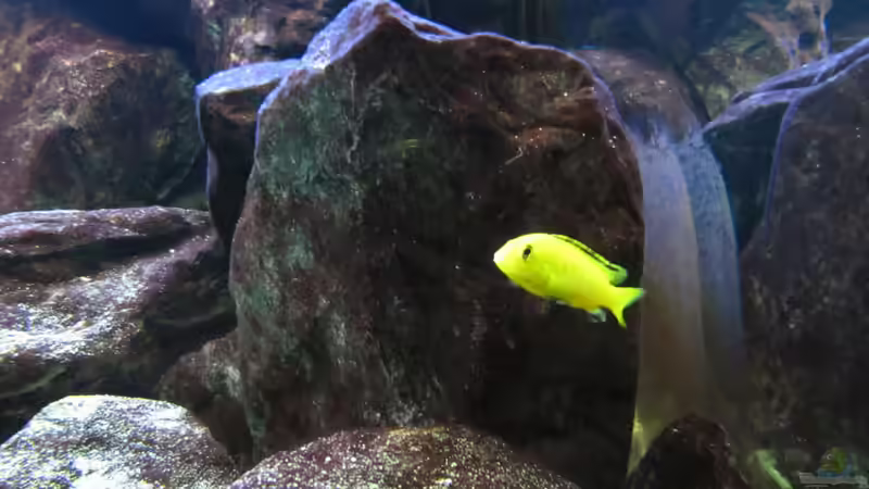 Yellow 21.01.2010 von THORS10 (30)