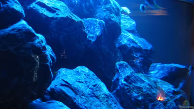 Yellow am Klff 08.12.2008 von THORS10 (18)