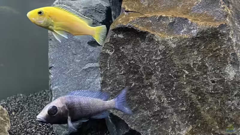 Yellow & Gissel von Stephan Senger (9)