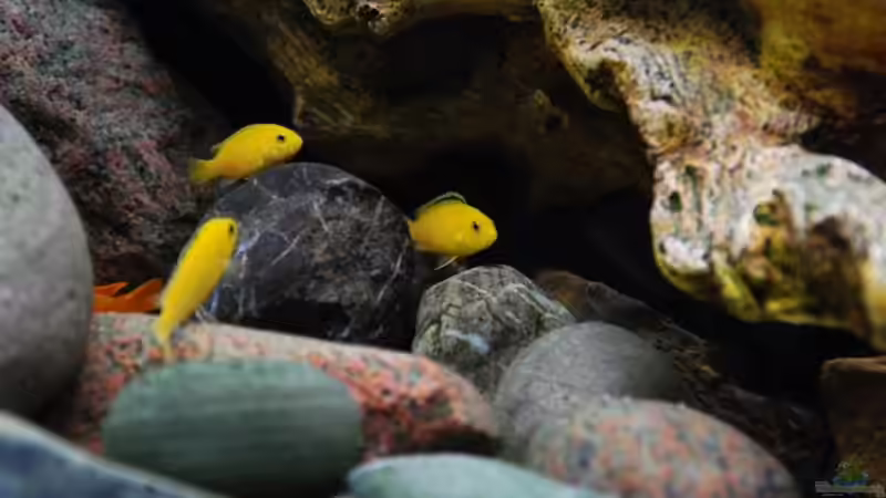 Yellow Bande 3 Weibchen ca. 4-6 cm von Beni (22)