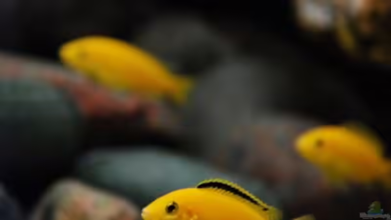 Yellow Bock im Vordergrund - Yellow Weibchen im Hintergrund von Beni (26)