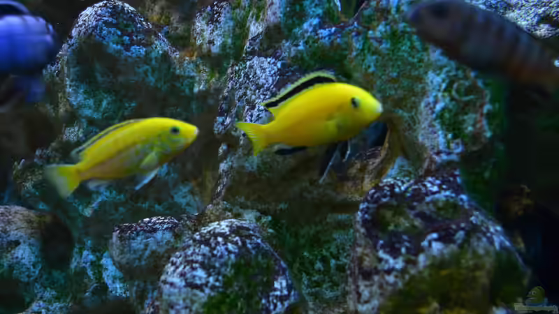 Yellow Bock mit Weibchen von Lordi (15)