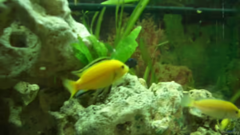 Yellow Bock von Adrian Möker (13)