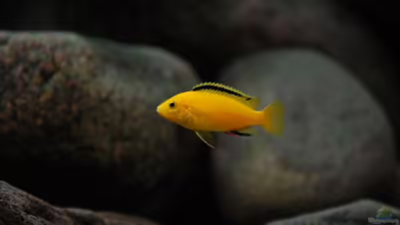 Yellow Bock von Beni (17)