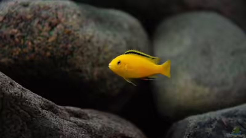 Yellow Bock von Beni (18)