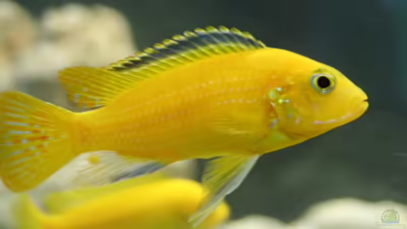 Yellow Bock von BigDaddyyy (4)