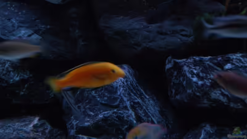 Yellow Bock von Calimero (14)