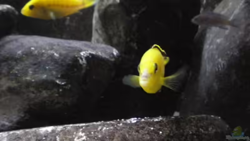 Yellow Bock von Der Schwabe (20)