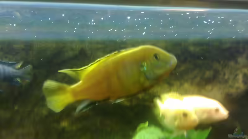 Yellow Bock von Fischer vom Bodensee (5)