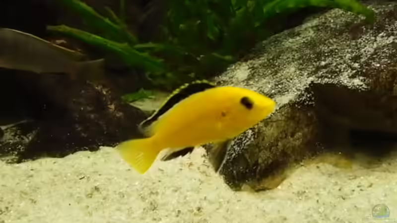 Yellow Bock von joseppe (16)