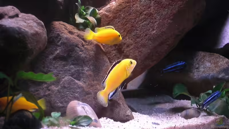 Yellow Bock von Kai Pragal (35)