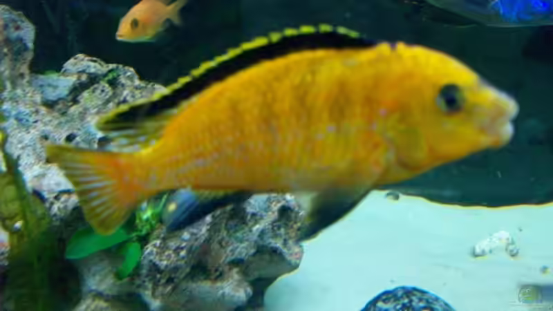 Yellow-Bock von Limbo (16)