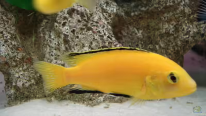 Yellow Bock von Lukas Szewczyk (28)