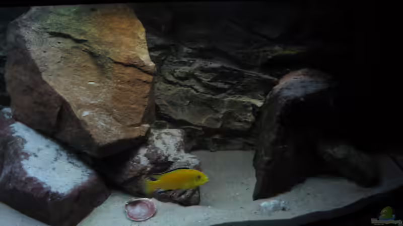 Yellow Bock von The Duke of woods (31)