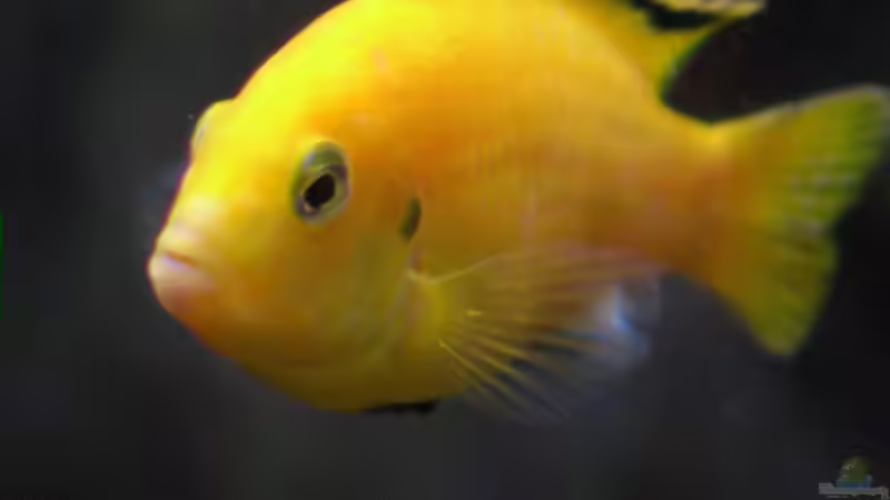 Yellow Bock von Tilo Schmiedl (19)