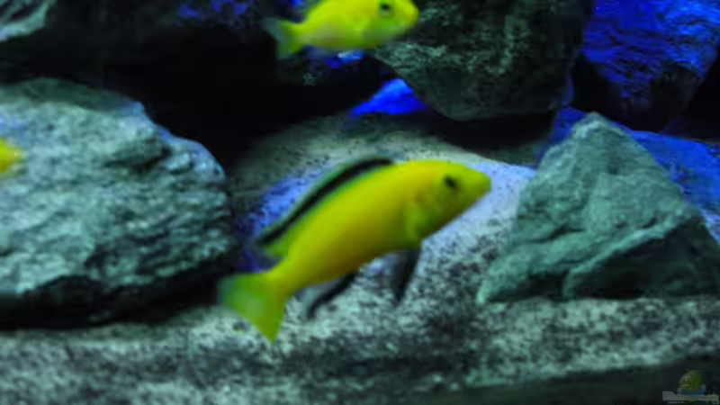 ´Yellow´ Bock vorne und Dame hinten von Christopher Roß (14)