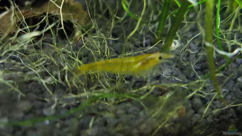 Yellow Fire 30.03.2010 von Marlone (10)