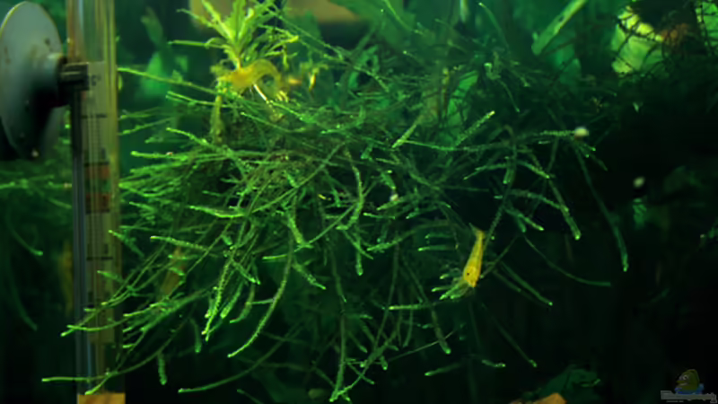 Einrichtungsbeispiele für Aquarien mit Yellow Fire Garnelen (Neocaridina davidi)