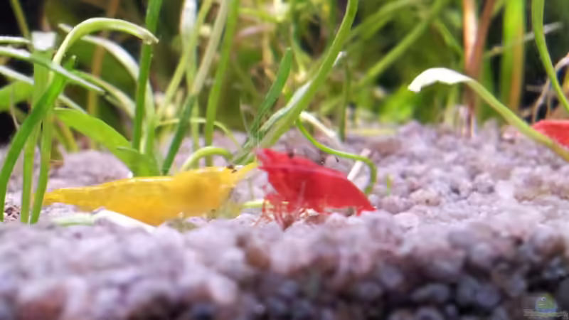 Yellow Fire Champ, Chi-Tai Lee von Erschreckerbär (6)