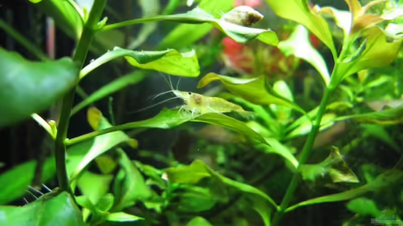 Einrichtungsbeispiele für Aquarien mit Yellow Fire Garnelen (Neocaridina davidi)