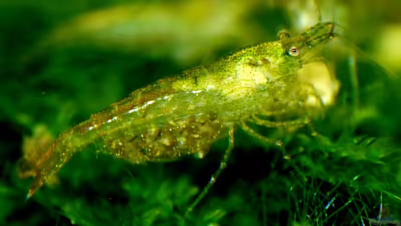 Yellow fire mama von Helmut Kreutmayer (17)