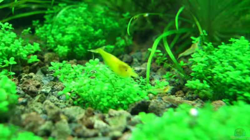 Einrichtungsbeispiele für Aquarien mit Yellow Fire Garnelen (Neocaridina davidi)