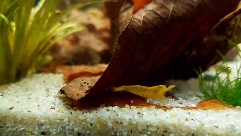 Yellow Fire Zwerggarnele von YoshiMaus (37)