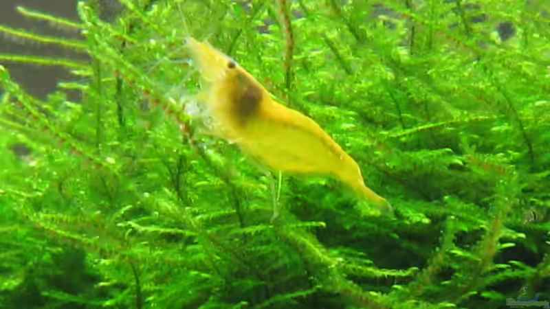 yellow Garnele von Bombay (9)