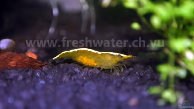 Yellow Garnele von Teh_D (3)