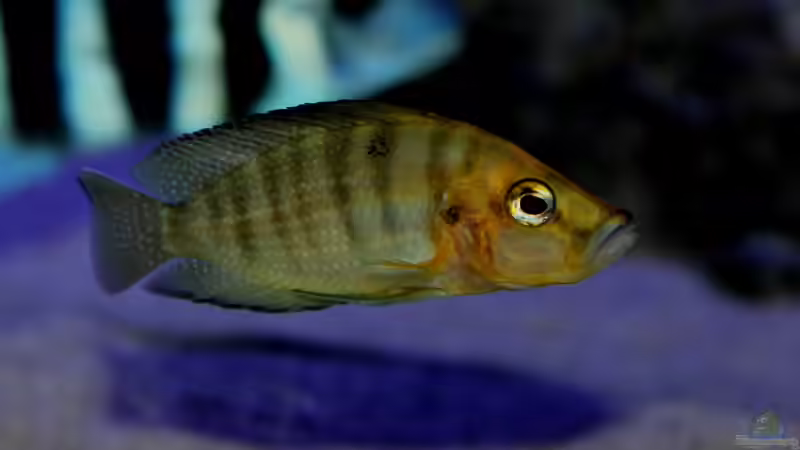 Yellow Head von Duni (14)