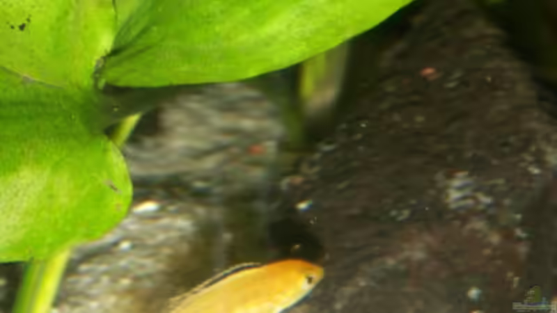 Yellow Jungtier von Sven Leyh (14)