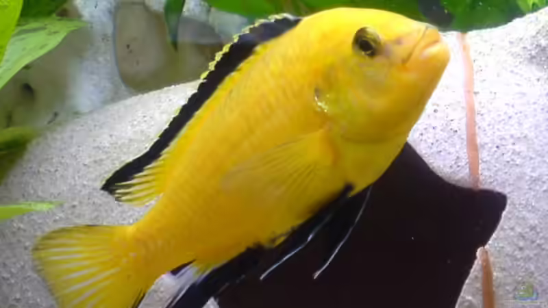 Yellow M von Dennis Mair (16)