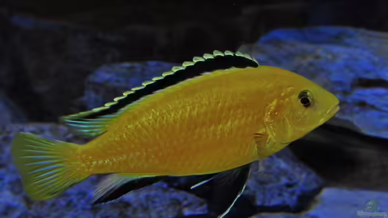 yellow Männchen 21.04.2013 von Steffen G (64)