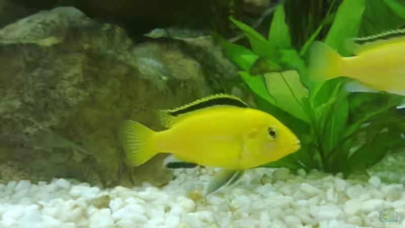 Yellow-Männchen Bild 1 von GeneratorG (5)