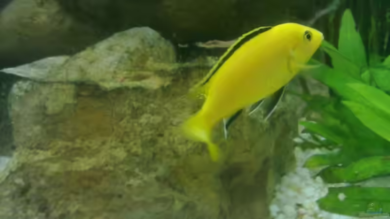 Yellow-Männchen Bild 2 von GeneratorG (6)