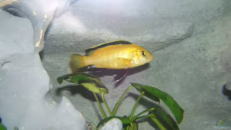 Yellow männchen von Salzeritis (7)