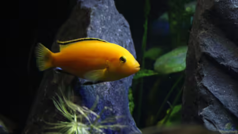 Yellow Männchen von skipper1202 (35)