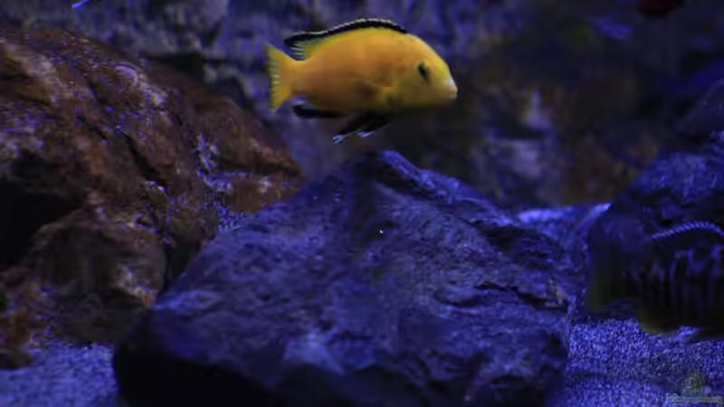 Yellow Männchen von skipper1202 (50)