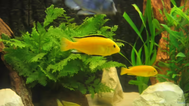 Yellow Mann mit Frau von Vicky Gröbl (35)