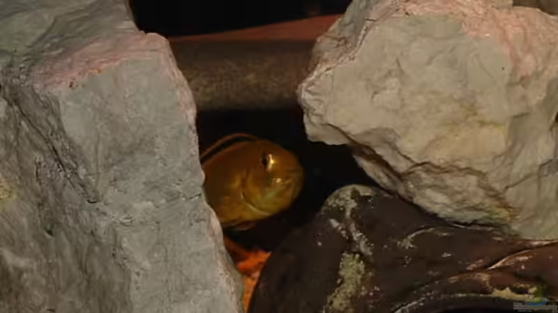 Yellow mit eier im maul von lucky-luke.ch (38)