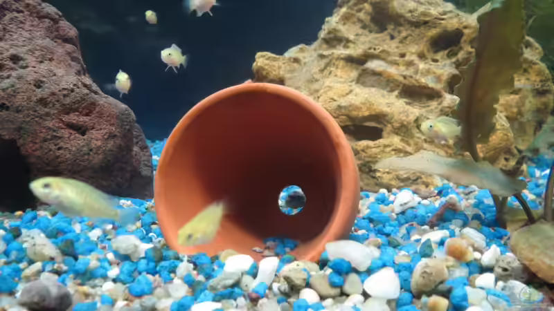 Yellow Nachwuchs 16 Tage alt von Kaspian (25)