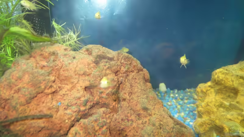 Yellow Nachwuchs 16 Tage alt von Kaspian (26)